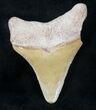 Bargain Bone Valley Megalodon Tooth #20671-1
